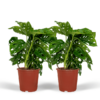 2x Monstera Monkey Leaf – Lochpflanze – 30cm – ø12