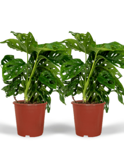 2x Monstera Monkey Leaf – Lochpflanze – 30cm – ø12