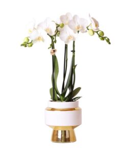 Kolibri Orchids | Weiße Phalaenopsis Orchidee – Amabilis + Le Chic dekorativer Topf gold – Topfgröße Ø9cm – 40cm hoch | blühende Zimmerpflanze im Blumentopf – frisch vom Züchter