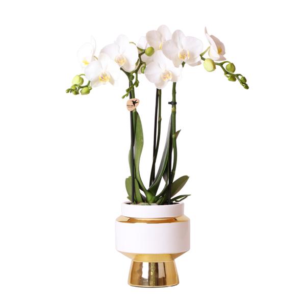 Kolibri Orchids | Weiße Phalaenopsis Orchidee – Amabilis + Le Chic dekorativer Topf gold – Topfgröße Ø9cm – 40cm hoch | blühende Zimmerpflanze im Blumentopf – frisch vom Züchter