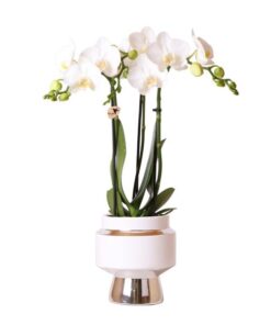 Kolibri Orchids | Weiße Phalaenopsis Orchidee – Amabilis + Le Chic Deko-Topf silber – Topfgröße Ø9cm – 40cm hoch | blühende Zimmerpflanze im Blumentopf – frisch vom Züchter