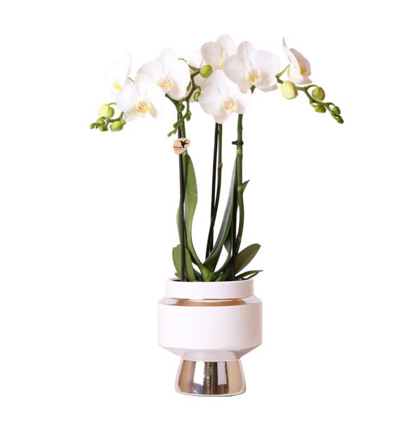 Kolibri Orchids | Weiße Phalaenopsis Orchidee – Amabilis + Le Chic Deko-Topf silber – Topfgröße Ø9cm – 40cm hoch | blühende Zimmerpflanze im Blumentopf – frisch vom Züchter