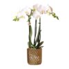 Kolibri Orchids | weiße Phalaenopsis-Orchidee – Amabilis + Diamant-Dekotopf gold – Topfgröße Ø9cm – 40cm hoch | blühende Zimmerpflanze im Blumentopf – frisch vom Züchter