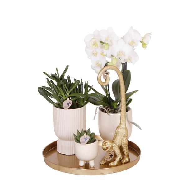 Kolibri Company | Komplettes Pflanzenset Luxury Living | Grünpflanzen mit weißer Phalaenopsis-Orchidee inkl. Keramik-Ziertöpfe und Zubehör