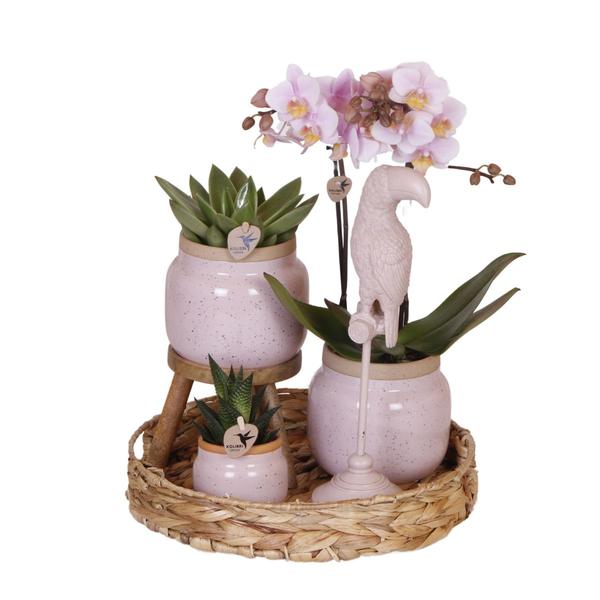 Komplettes Pflanzenset Romantik | Grünpflanzen mit rosa Phalaenopsis-Orchidee inkl. Keramik-Ziertöpfe und Zubehör