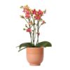 Kolibri Orchids | Orange duftende Phalaenopsis-Orchidee im cognacfarbenen Stripe-Ziertopf – Topfgröße Ø12cm