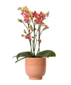 Kolibri Orchids | Orange duftende Phalaenopsis-Orchidee im cognacfarbenen Stripe-Ziertopf – Topfgröße Ø12cm