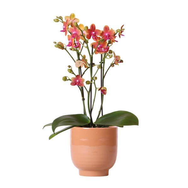 Kolibri Orchids | Orange duftende Phalaenopsis-Orchidee im cognacfarbenen Stripe-Ziertopf – Topfgröße Ø12cm