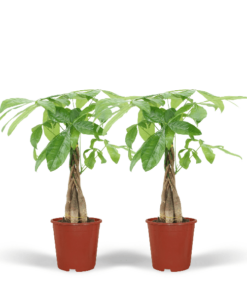 2x Pachira Aquatica – Geldbaum – 50cm – ø14