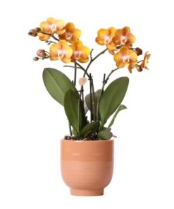 Kolibri Orchids | Orange Phalaenopsis-Orchidee Las Vegas im cognacfarbenen glasierten Topf – Topfgröße Ø12cm