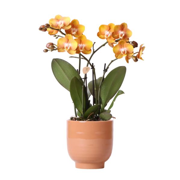 Kolibri Orchids | Orange Phalaenopsis-Orchidee Las Vegas im cognacfarbenen glasierten Topf – Topfgröße Ø12cm