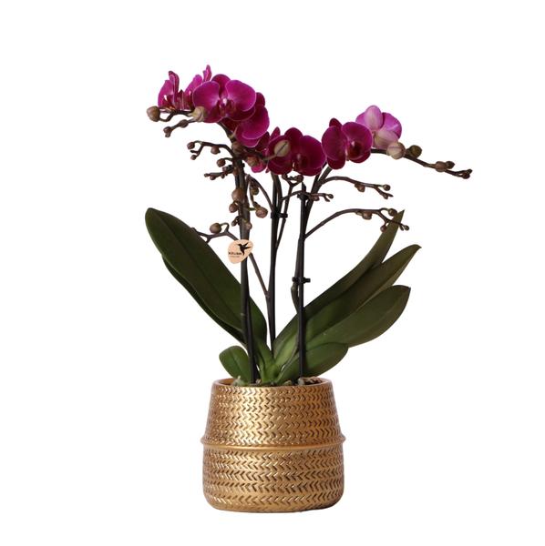 Kolibri Orchids | Lila Phalaenopsis Orchidee – Morelia + Groove Ziertopf gold – Topfgröße Ø9cm – 35cm hoch | blühende Zimmerpflanze – frisch vom Züchter