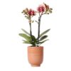 Kolibri Orchids | Gelbe rote Phalaenopsis-Orchidee – Spanien + Glasierter Ziertopf Cognac – Topfgröße Ø9cm – 40 cm hoch | Blühende Zimmerpflanze – frisch vom Züchter