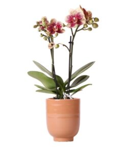 Kolibri Orchids | Gelbe rote Phalaenopsis-Orchidee – Spanien + Glasierter Ziertopf Cognac – Topfgröße Ø9cm – 40 cm hoch | Blühende Zimmerpflanze – frisch vom Züchter