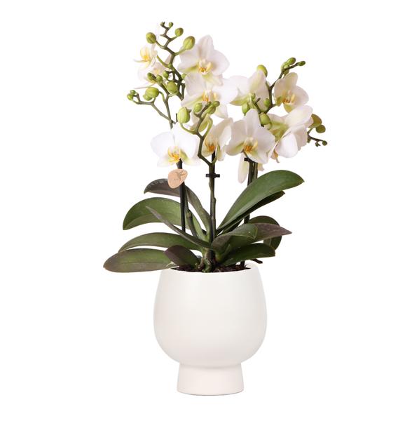 Kolibri Orchids | Weiße Phalaenopsis-Orchidee – Lausanne + Scandic weißer Ziertopf – Topfgröße Ø9cm + 40cm hoch | blühende Zimmerpflanze – frisch vom Züchter