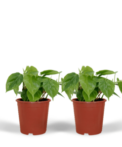 2x Philodendron Scandens – 5 cm – ø12