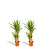 2x Yucca – ↨90cm – Ø17cm