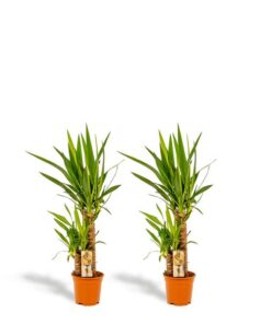 2x Yucca – ↨90cm – Ø17cm