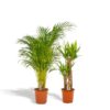 Areca – ↨130 cm – Ø24 cm + Yucca – ↨100 cm – Ø21 cm