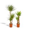 Dracaena – ↨120cm – Ø21cm + Yucca – ↨100cm – Ø21cm