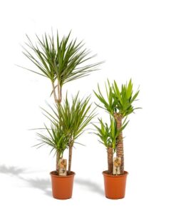 Dracaena – ↨120cm – Ø21cm + Yucca – ↨100cm – Ø21cm