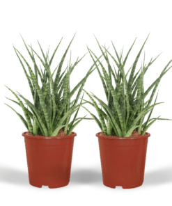 Sansevieria Fernwood Punk (Frauenzunge) – 2 Stücke – Ø12cm – ↕30cm