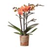 Kolibri Orchids | Orange Phalaenopsis Orchidee – Mineral Bolzano – Topfgröße Ø9cm | blühende Topfpflanze – frisch vom Züchter