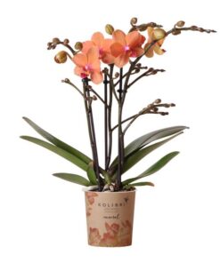 Kolibri Orchids | Orange Phalaenopsis Orchidee – Mineral Bolzano – Topfgröße Ø9cm | blühende Topfpflanze – frisch vom Züchter