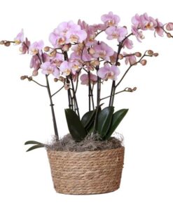 Kolibri Orchids | Komplettes Orchideen-Set im Schilfkorb | drei Kikkion-Orchideen im Schilfkorb inkl. Bewässerungssystem – Ø30cm