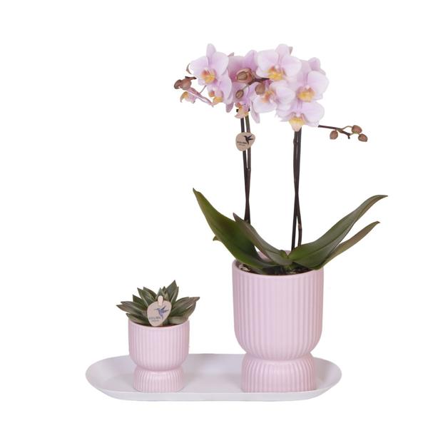 Kolibri Company – Set aus rosa gefleckter Orchidee und Sukkulente auf weißem Tablett – frisch vom Züchter