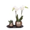 Kolibri Orchids | Pflanzenset Home Hub grau klein | Grünpflanzen mit weißer Phalaenopsis-Orchidee in kupferfarbenen Deko-Töpfen und schwarzem Tablett