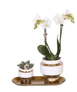 Kolibri Company – Set aus weißer Orchidee und Sukkulente auf goldenem Tablett