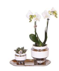 Kolibri Company – Set aus weißer Orchidee und Succulent auf Silbertablett – frisch vom Züchter