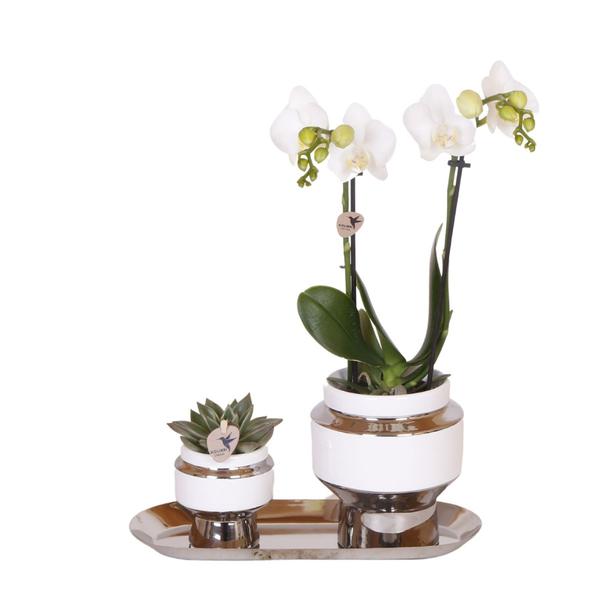 Kolibri Company – Set aus weißer Orchidee und Succulent auf Silbertablett – frisch vom Züchter