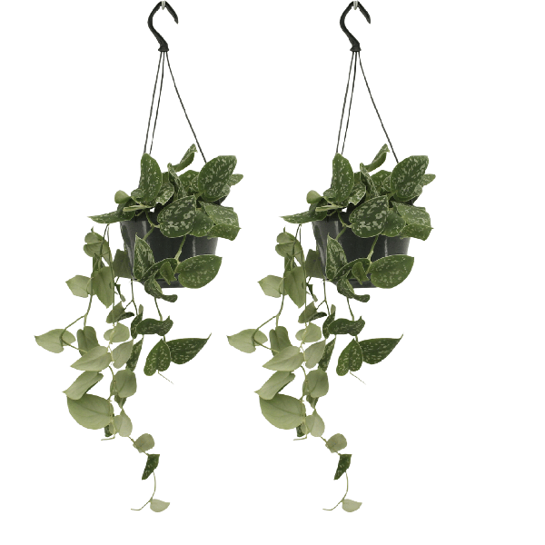 Scindapsus Pictus (Epipremnum) – 2 Stücke – Ø15cm – ↕20cm