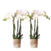 Kolibri Orchids | COMBI DEAL von 2 weißen Phalaenopsis Orchideen – Amabilis – Topfgröße Ø9cm | blühende Zimmerpflanze – frisch vom Züchter