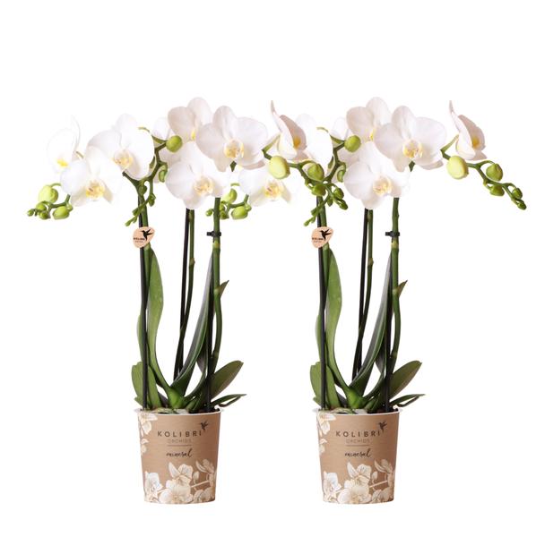 Kolibri Orchids | COMBI DEAL von 2 weißen Phalaenopsis Orchideen – Amabilis – Topfgröße Ø9cm | blühende Zimmerpflanze – frisch vom Züchter