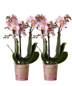 Kolibri Orchids | COMBI DEAL von 2 Rosa Phalaenopsis Orchideen – Andorra – Topfgröße Ø9cm | blühende Zimmerpflanze – frisch vom Züchter