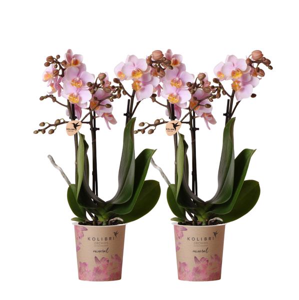 Kolibri Orchids | COMBI DEAL von 2 Rosa Phalaenopsis Orchideen – Andorra – Topfgröße Ø9cm | blühende Zimmerpflanze – frisch vom Züchter