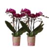 Kolibri Orchids | COMBI DEAL von 2 lila Phalaenopsis Orchideen – Morelia – Topfgröße Ø9cm | blühende Zimmerpflanze – frisch vom Züchter