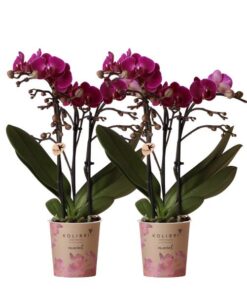 Kolibri Orchids | COMBI DEAL von 2 lila Phalaenopsis Orchideen – Morelia – Topfgröße Ø9cm | blühende Zimmerpflanze – frisch vom Züchter