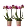 Kolibri Orchids | COMBI DEAL von 2 rosa lila Phalaenopsis Orchideen – El Salvador – Topfgröße Ø9cm | blühende Zimmerpflanze – frisch vom Züchter