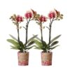 Kolibri Orchids | COMBI DEAL von 2 gelben roten Phalaenopsis-Orchideen – Spanien – Topfgröße Ø9cm | blühende Zimmerpflanze – frisch vom Züchter