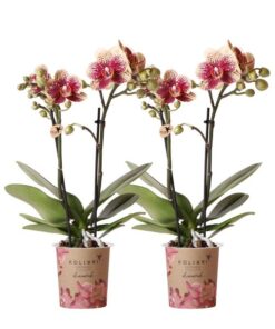 Kolibri Orchids | COMBI DEAL von 2 gelben roten Phalaenopsis-Orchideen – Spanien – Topfgröße Ø9cm | blühende Zimmerpflanze – frisch vom Züchter