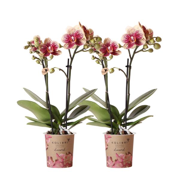 Kolibri Orchids | COMBI DEAL von 2 gelben roten Phalaenopsis-Orchideen – Spanien – Topfgröße Ø9cm | blühende Zimmerpflanze – frisch vom Züchter