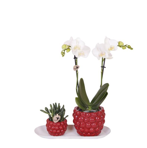 Kolibri Company – Set aus weißer Orchidee und Rhipsalis auf Bambustablett