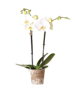 Kolibri Orchids | weiße Phalaenopsis-Orchidee – Dame Blanche – Topfgröße Ø12cm | blühende Zimmerpflanze – frisch vom Züchter