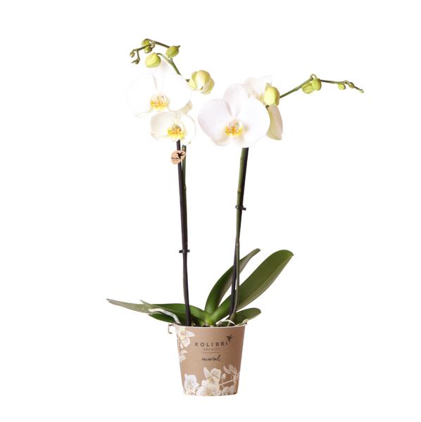 Kolibri Orchids | weiße Phalaenopsis-Orchidee – Dame Blanche – Topfgröße Ø12cm | blühende Zimmerpflanze – frisch vom Züchter