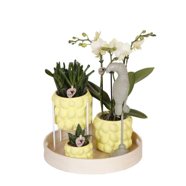 Kolibri Company | Geschenkset Optimismus Pflanzenset mit oranger Phalaenopsis Orchidee und Sukkulenten inkl. Keramik Ziertöpfe