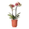 Kolibri Orchids | Gelbe rote Phalaenopsis-Orchidee – Spanien im Retro-Dekotopf Terrakotta – Topfgröße Ø9cm – 40cm hoch | blühende Zimmerpflanze – frisch vom Züchter